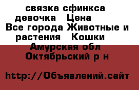 связка сфинкса. девочка › Цена ­ 500 - Все города Животные и растения » Кошки   . Амурская обл.,Октябрьский р-н